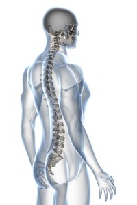X-ray Anatomy on White